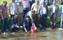 Gümüşhane Valisi Ve Beraberindekiler Balahor Deresine Yavru Kırmızı Benekli Alabalık Bıraktılar