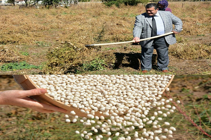 Başkan Yılmaz Kuru Fasulye’yi Markalaştırmak İçin Çalışmalarımıza Devam Ediyoruz