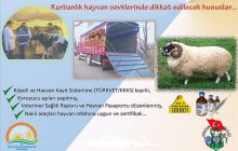 Kurbanlık Hayvan Nakilleri Kuralları Açıklandı