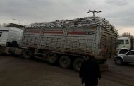 2 BİN TON KÖMÜR DAĞITILIYOR