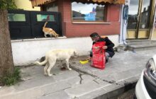 Başkan Nas Sokak Hayvanları İçin Çalışmalarımızı Sürdüreceğiz.