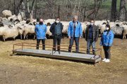 Gümüşhane Gıda Tarım ve Hayvancılık İl Müdürlüğü Tarafından 100’er koyun dağıtımı yapıldı