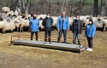 Gümüşhane Gıda Tarım ve Hayvancılık İl Müdürlüğü Tarafından 100’er koyun dağıtımı yapıldı